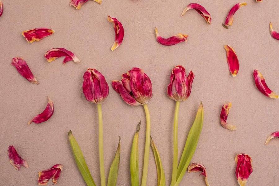 Tørring af tulipaner eller kronblade fra tulipan